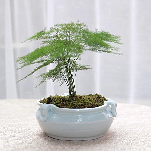 Flower pots celadon simple personality desktop micro - view meat plant pots ceramic-A