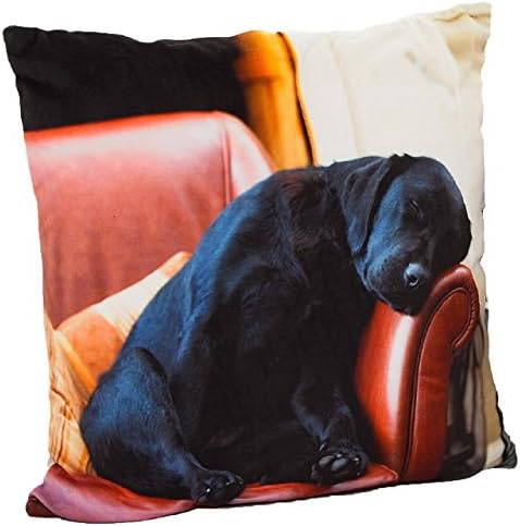 COUNTRY MATTERS Sleeping Lab Soft Touch Cushion, Polyester, Multi-Colour, 45 x 45 x 9 cm