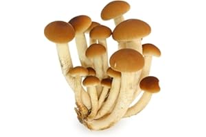 Hawlik Pilzbrut - BIO Pioppino-Kultur zum selber züchten - Pilzzucht-Set für die Anzucht zuhause - frische Pioppino Pilze