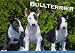 Bullterrier (Wandkalender 2015 DIN A2 quer): Bullterrier von klein bis groß auf 13 wundervollen Fotos (Monatskalender, 14 Seiten) by 