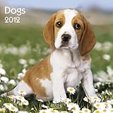 Dogs 2012. Broschürenkalender by