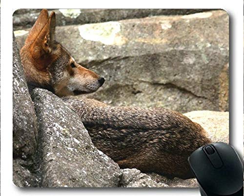 Preisvergleich Produktbild Yanteng Mousemat, Predator Wolf Gaming-Mauspads (Mehrfarbig)