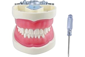 YOUYA DENTAL TM-022 Teaching Study Tools Typodont Articulated Anatomy Model with 32 Removable Teeth