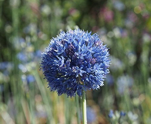 BLAU LAUCH (Allium caeruleum) – 30 Samen / Pack – Sibirischer Enzianlauch - 2