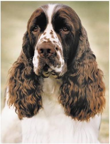 English Springer Spaniel dog Air Freshner