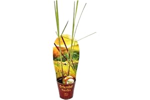EXOTENHERZ Lemongrass, Cymbopogon citratus, 12cm Pot