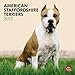 American Staffordshire Terriers 2012 by 