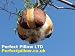 Produktbild PURE ORGANIC KAPOK 1 KILO, for STUFFING ZAFUS,TEDDIES,SOFT TOYS ,SAFE FOR CHILDRENS,PILLOWS,FILL CUSHION COVERS ,SOFT,WARM,ECOLOGICAL,COMFORT
