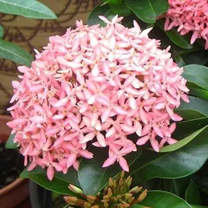 Indian Gardens - Ixora Coccinea Light Pink Live Plant/Indoor/Outdoor Plant with Pot