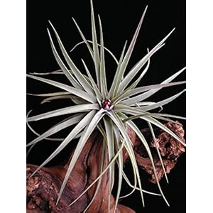 [Gesponsert]2x Pflanzen Seltene Wüsten Tillandsien Tillandsia kammii circa 13 cm Durchmesser