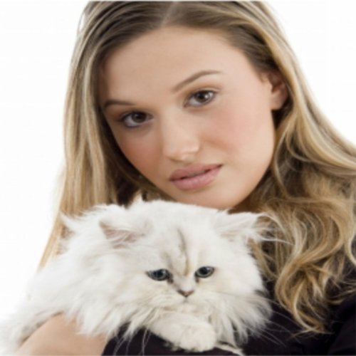 Like a LongTailed Cat (In a Room Full of Rocking Chairs) by Dan