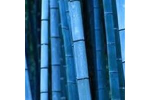 REMORUI 100 Piezas Semillas de Bambú, Semillas para plantar, Bambu Planta para jardín, patio, granja, campo, sombra para decoración del hogar (Azul)