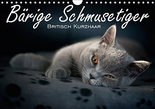 Bärige Schmusetiger - Britisch Kurzhaar (Wandkalender 2019 DIN A4 quer): Liebevolle Fotoserie von Britisch Kurzhaar Kätzchen (Monatskalender, 14 Seiten ) (CALVENDO Tiere)