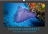 Unterwasserwelt - Das Leben am Korallenriff (Wandkalender 2019 DIN A3 quer): Farbenprächtige und bezaubernde Bilder eines Korallenriffs erwarten Sie. (Monatskalender, 14 Seiten ) (CALVENDO Natur) by