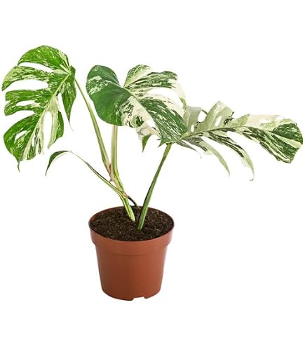 Dehner Fensterblatt an Kratiste-Stab, Monstera dubia, herzfrmige Bltter,  ca. 46 cm,  Topf 14 cm, Zimmerpflanze : Amazon.de: Garten