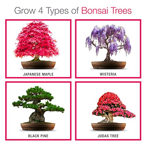 Grow your own Bonsai kit Easily grow 4 types of Bonsai trees with our