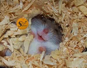 hamster bedding