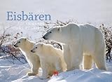 Eisbären 2014 by 