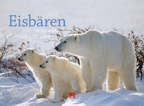 Eisbären 2014