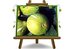 EURO PLANTS VIVAI Figuier Brogiotto blanc plante fruitière ancienne en un pot de 24/26 cm Hauteur maximale 180 cm - Âge 4 ans