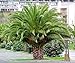 Produktbild Canary Island Date Palm 15 Seeds Phoenix by Seed and Things