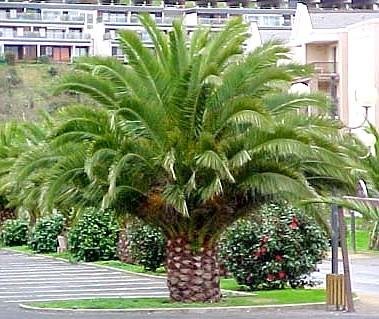 Preisvergleich Produktbild Canary Island Date Palm 15 Seeds Phoenix by Seed and Things
