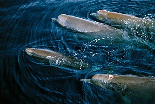 Bottlenose Whale pod Surfacing, Nova Scotia, Canada - Fine Art Print on Fine Art Canvas - Print ON Canvas ONLY -NO Frame - Image Size is 33 x 23 inches Inch
