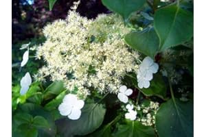 COUNTRY CLIMBERS & GARDEN FAVOURITES Hydrangea petiolaris Climbing Wall Shrub White Flowers 2 Litre Pot