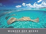 Wunder der Meere 2013 by
