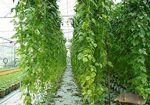 Ranknetz Rankhilfe Pflanzennetz Gartennetz Stütznetz 2 x 10m - 3