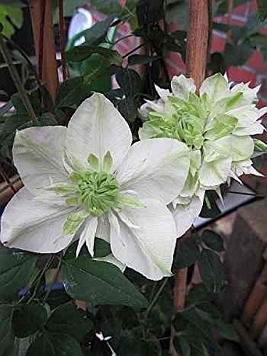 Waldrebe Dunkelrosa Weiss Gestreift Clematis Angela 60 100 Cm Straucher Garten Terrasse