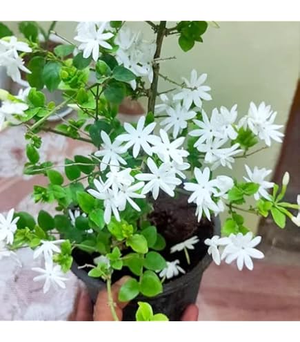 ジャスミン1/2 ジャスミン1/2 Amazon.co.jp: jasmine: ミュージック