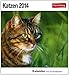 Katzen 2014: Sehnsuchts-Kalender. 53 heraustrennbare Farbpostkarten by 