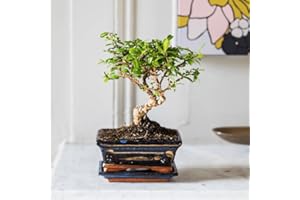 Fleurs et Délices - Bonsai Carmona - Plante d'intérieur - Décoration d'intérieur - Plante de décoration - Fabrication Française Artisanale de Qualité - Fête des Pères - Cadeau Papa - Idée Cadeau Homme