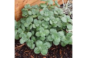 Aamish 30 Stück Coleus Canina Pflanze