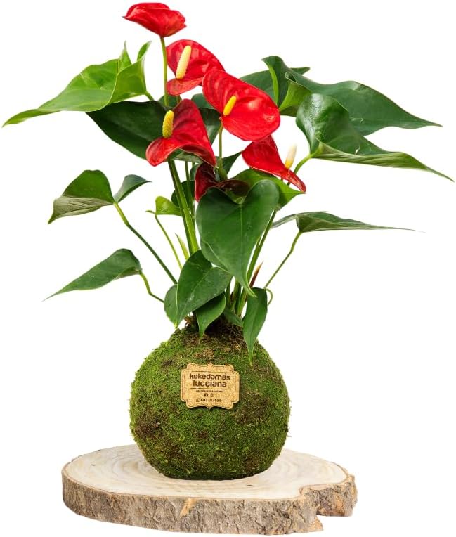 Kokedama Anturio Rojo - Kokedama Interior | Bola de Musgo Vivo | Planta Natural | Planta Interior | Decoración Hogar | Fácil Cuidado y Mantenimiento