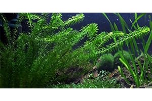 AQUAPLANTS Egeria densa/Elodea densa - 3 bouquets - plante vivante pour aquarium