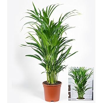 Goldfruchtpalme 140 cm Chrysalidocarpus lutescens - "Areca