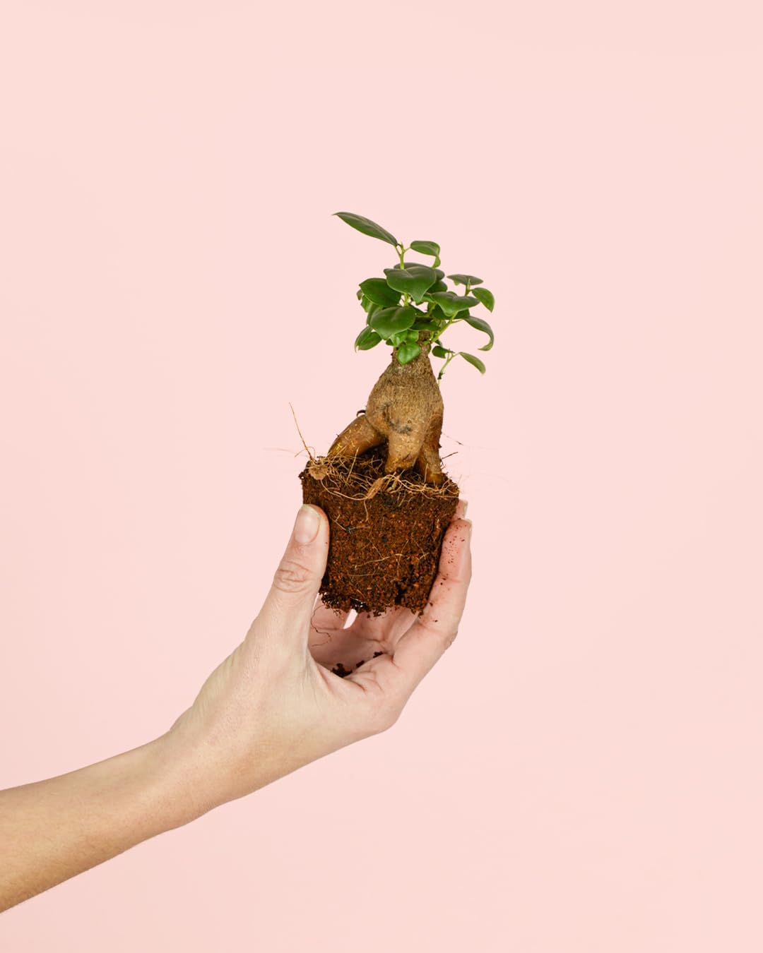 PUR PLANT Ficus Microcarpa Mini | Bonsai Natural De Interior Resistente y Purificador | Ideal para Terrarios y Espacios Pequeños | Plantas Naturales Interior y Hojas Brillantes | Maceta De Ø6 cm