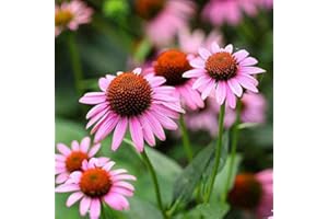 EYSII Coneflower Echinacea purpurea Graines 30+ Fleurs Violettes Graines De Fleurs Plantation Pour La Maison Jardin