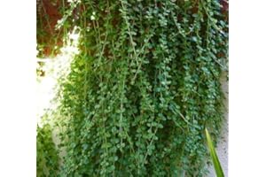 COUNTRY CLIMBERS & GARDEN FAVOURITES Indian Mint Satureia douglasii Mint Scented Trailing herb Basket Plant 9cm Pot