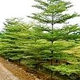 OhhSome Outdoor Plant: Terminalia Mantaly Green - Native Shade Tree (Best & Ornamental Tree)(1 Plant)