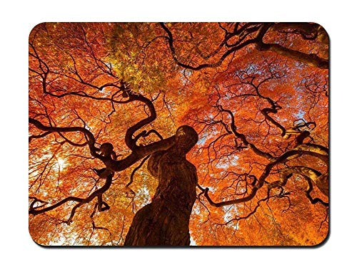 Preisvergleich Produktbild BGLKCS