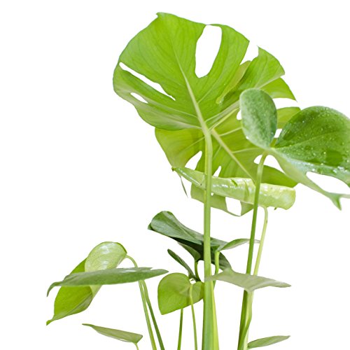 Inter Flower -Monstera delicosa,Köstliche Fensterblatt,50cm +/- , Zimmerpflanze - 2