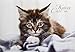 Katzen 2019 - Cats - Bildkalender (42 x 60 geöffnet) - Tierkalender by 