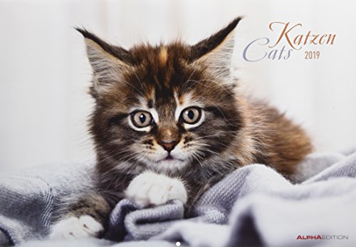 Katzen 2019 - Cats - Bildkalender (42 x 60 geöffnet) - Tierkalender