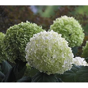 Weiße Schneeball-Hortensie Annabelle - im großen 5 Liter