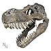 Produktbild Unbekannt Tyrannosaurus Rex Dinosaurier Totenkopf groß 51,5 cm