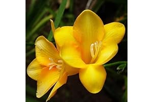 FStening 4 Fresia Bulbi Giallo Brillante Heirloom Molte Varietà Di Colori Possono Decorare Il Tuo Giardino Adatto Per Piantare Fai Da Te A Casa Sensazione Di Relax