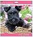 Produktbild 2019 quadratisch Monat um Tier Foto-Wandkalender – Hot Pink Welpen